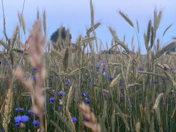 Siedlisko Żywe Kamienie