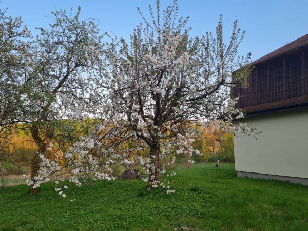 Kwitnące czereśnie w sadzie