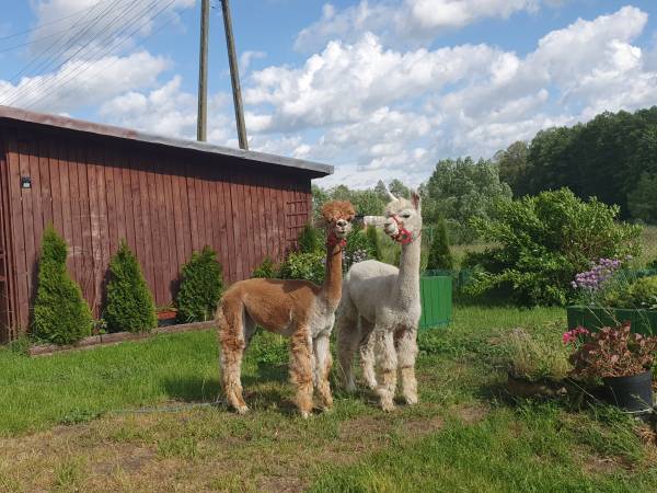 Gospodarstwo Agroturystyczne Zacisze