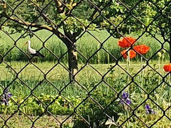 A za płotem.. lato!