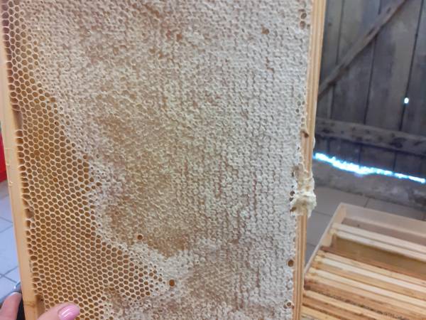 Miodobranie w pełni.