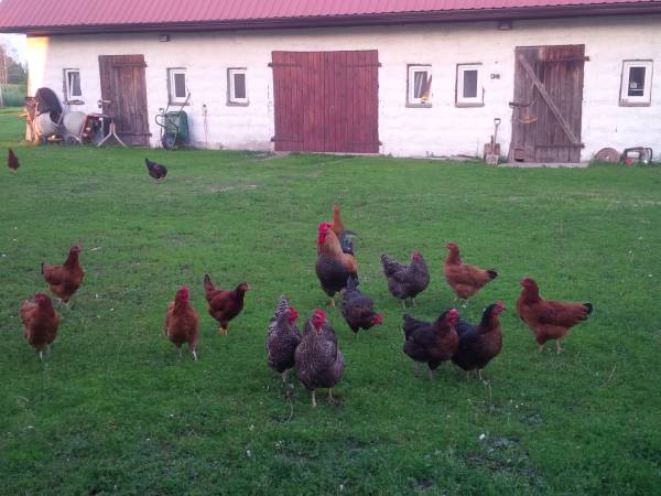 Nasze kury i nasze jajka.