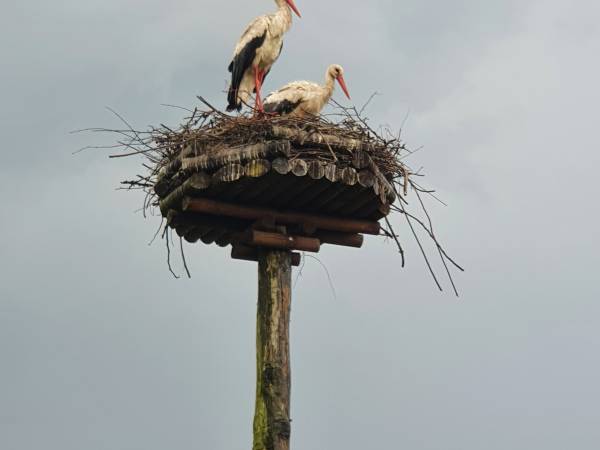 Domki do wynajęcia - Pod Bocianami 