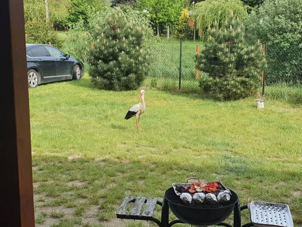 Domki do wynajęcia - Pod Bocianami 