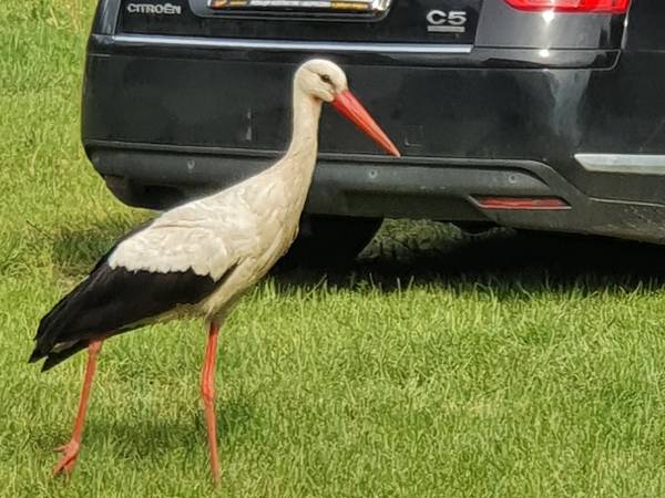 Domki do wynajęcia - Pod Bocianami 