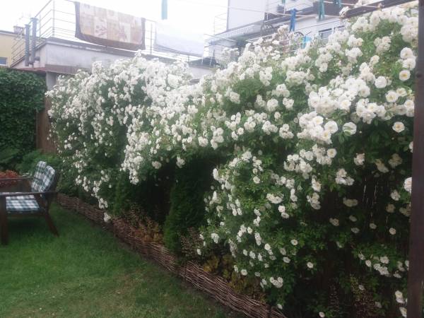 Pokoje gościnne Muszelka 