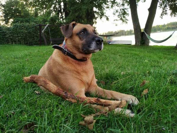 Akceptujemy gości czworonożnych, sami też posiadamy przyjazne psiaki.