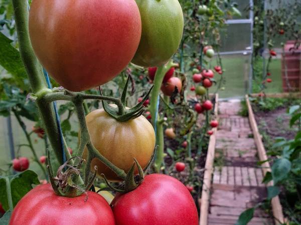 DWOREK i GLAMPING KREFTÓWKA