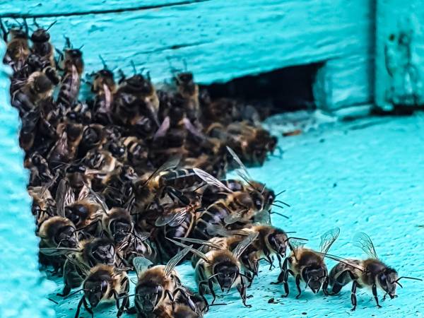 DWOREK i GLAMPING KREFTÓWKA