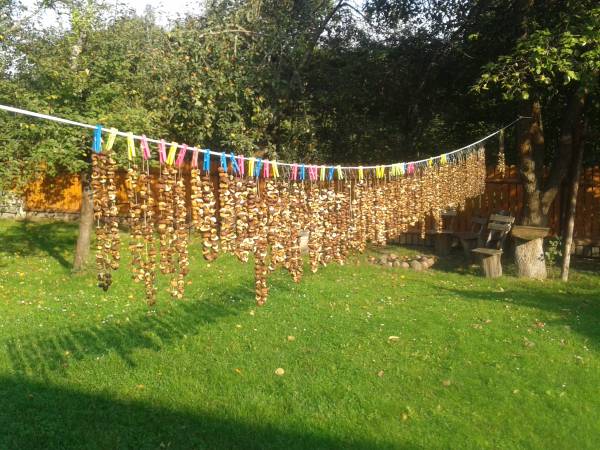 wysyp grzybów-suszenie naturalne