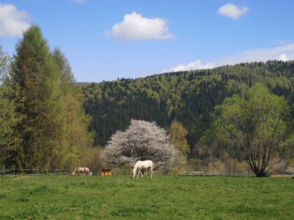Pod Gwiazdami Bieszczady
