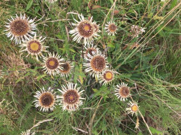 Dzika Róża Lubiatowo