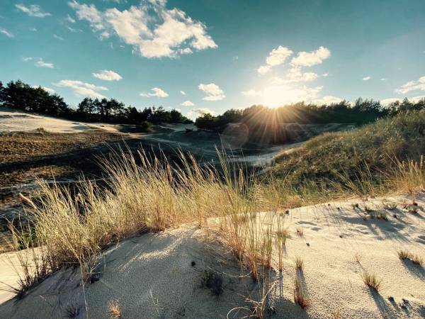 Dzika Róża Lubiatowo