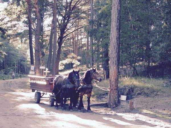 Dzika Róża Lubiatowo
