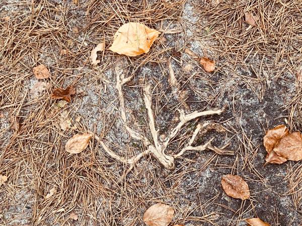 Dzika Róża Lubiatowo