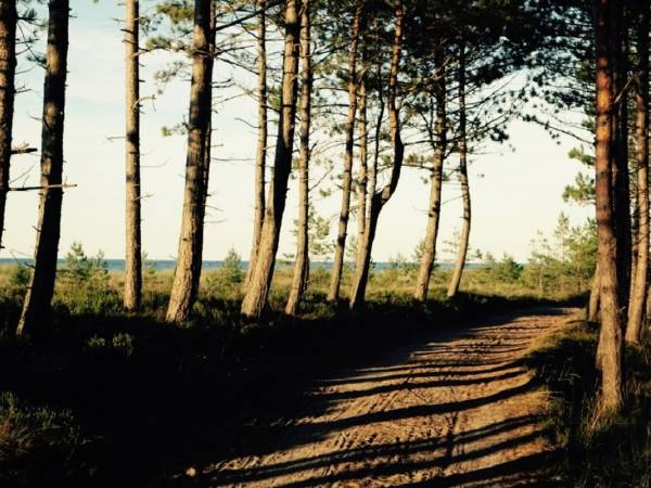 Dzika Róża Lubiatowo