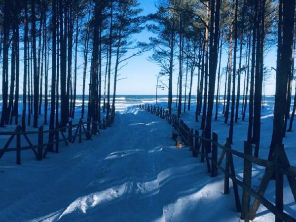 Dzika Róża Lubiatowo