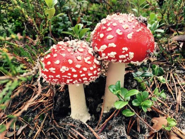 Dzika Róża Lubiatowo