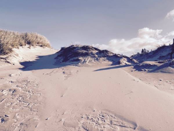 Dzika Róża Lubiatowo