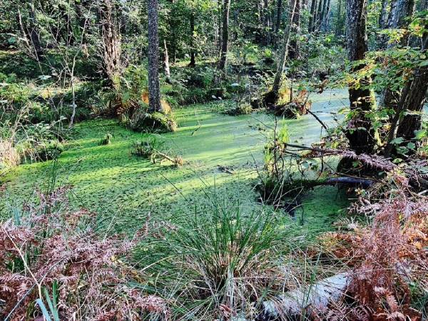 Dzika Róża Lubiatowo