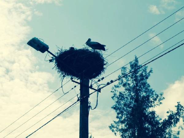 Dzika Róża Lubiatowo