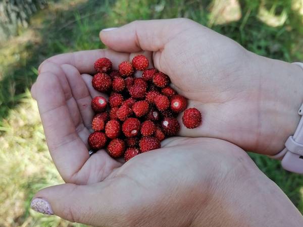 Miodowy Domek na Mazurach