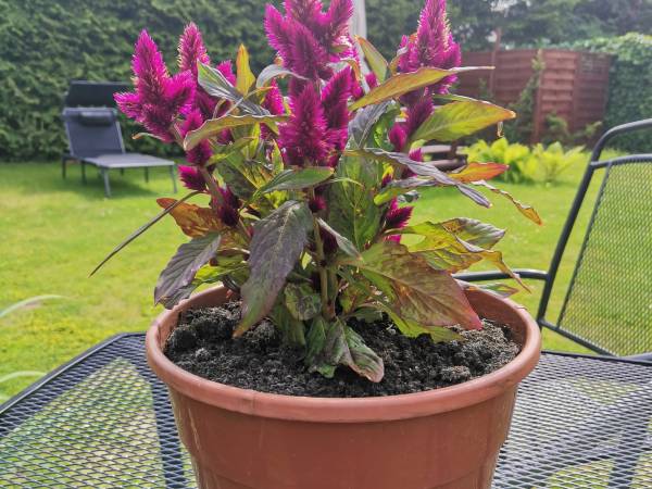 Pokoje Gościnne Maxim 