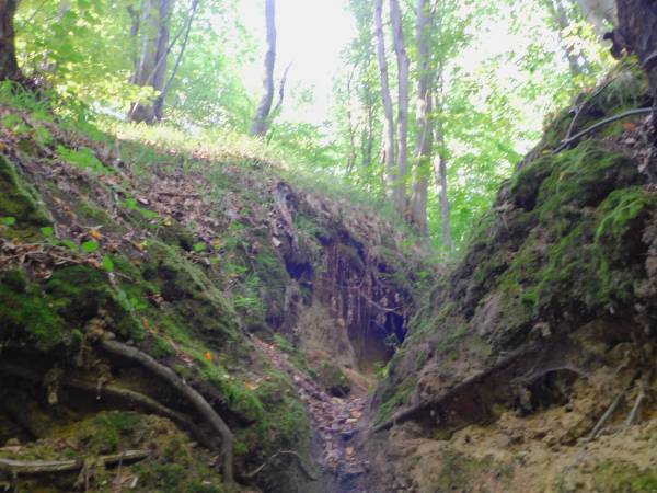 Siedlisko ,,Zenówka''