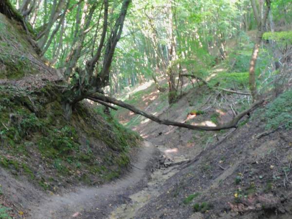 Siedlisko ,,Zenówka''