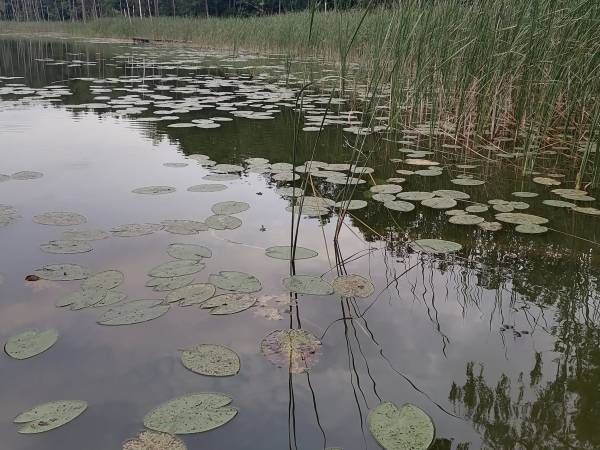 Miodowy Domek na Mazurach