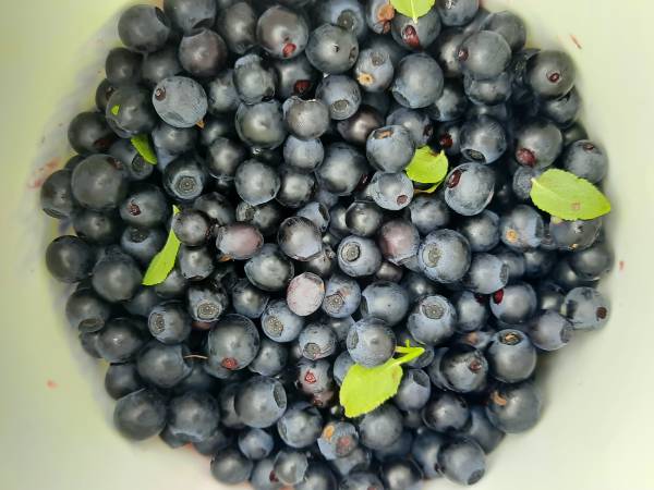 Domki całoroczne na Letniskowej 