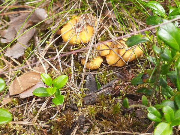 Domki całoroczne na Letniskowej 