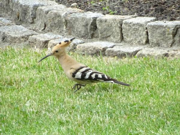 Dębowa Ostoja - domki agroturystyczne nad stawem