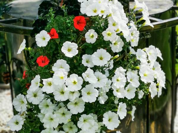 Domki pod Szczelińcem