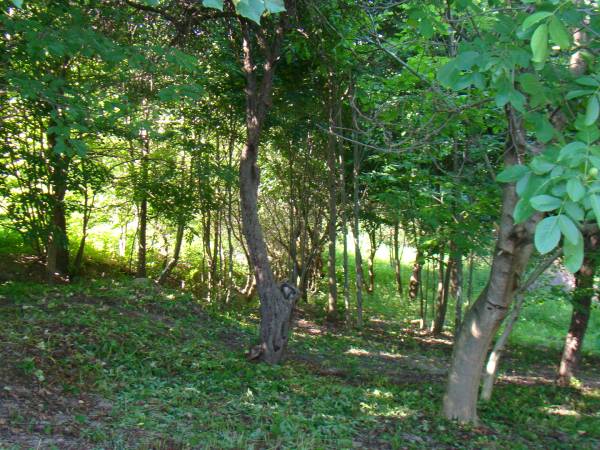 Siedlisko ,,Zenówka''