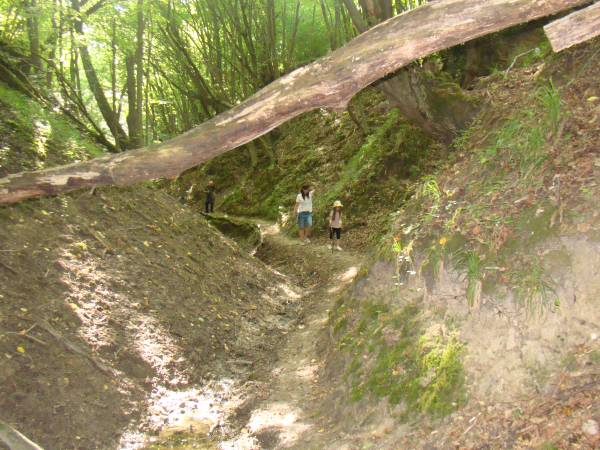 Siedlisko ,,Zenówka''