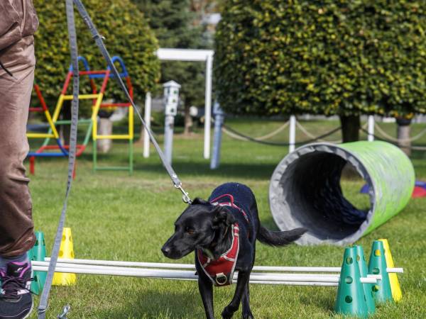 Szkolenie dla czworonogów