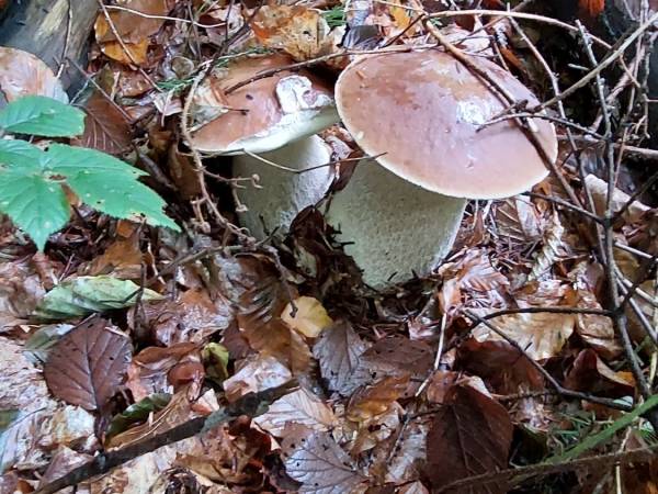 Domki pod Lipą i Domek u Jasi