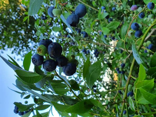 Domki Letniskowe Andiland