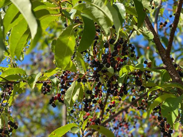 Dzika Róża Lubiatowo