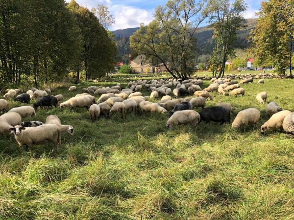 Chata U Ali - Noclegi Milówka, Żywiec