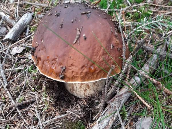 Chata U Ali - Noclegi Milówka, Żywiec