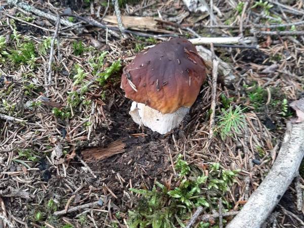 Chata U Ali - Noclegi Milówka, Żywiec