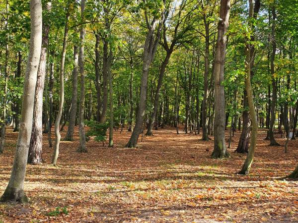 pobliski park jesienią