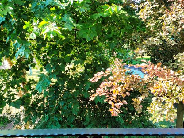 za oknem zielonego pokoju