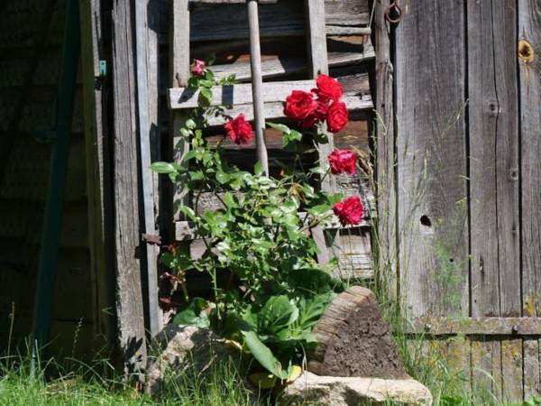 Agroturystyka Poziomka