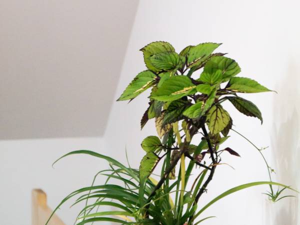 Agroturystyka Wola Zarczycka