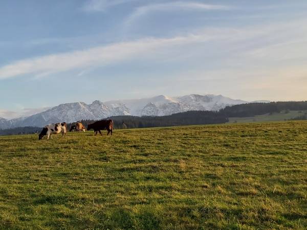 a tym czasem nad domem