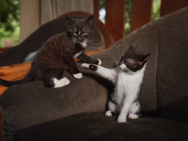 Leszczynowa Górka-Mazurskie Siedlisko w Silcu