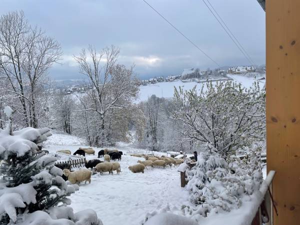 w poszukiwaniu trawy